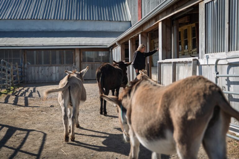 PrimRose Donkey Sanctuary